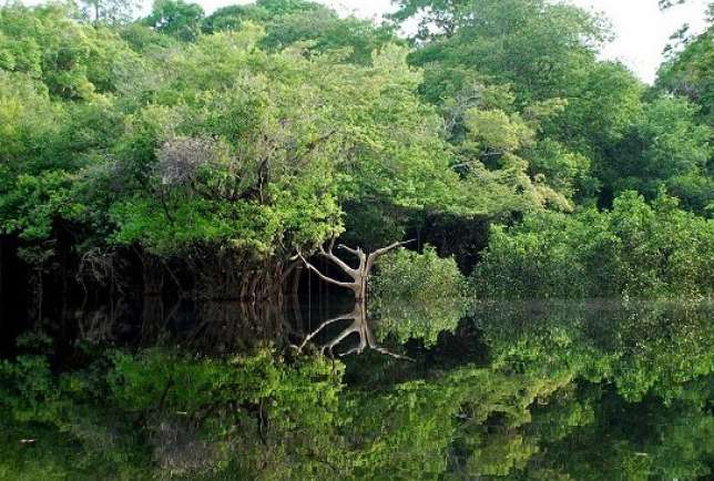 Floresta Amazônica - Manaus - clima tropical