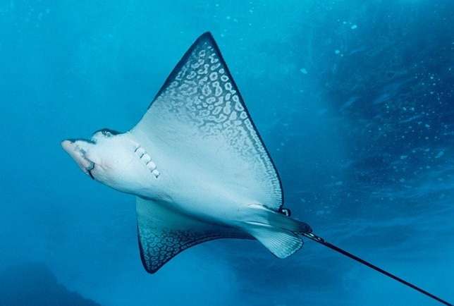 Aquário Municipal de Santos