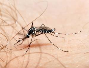 Dengue: como saber quais repelentes vendidos no país protegem contra o Aedes Aegypti?