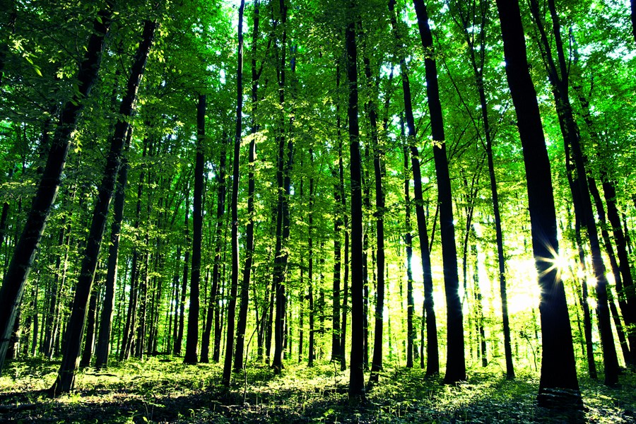 Dicionário Florestal: Um Guia para a Interpretação de Indicadores,  Apresentações e Relatórios - Investimento Florestal Radix