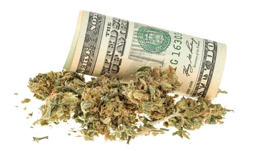 Planta Cannabis com nota de dólar (Shutterstock)