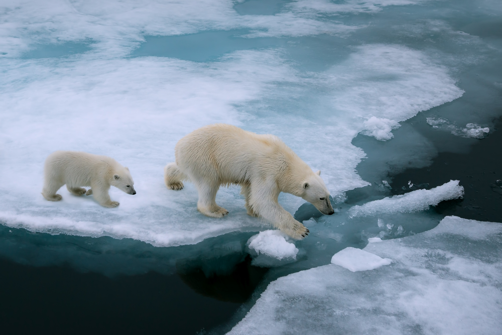 Aquecimento global afeta ursos polares