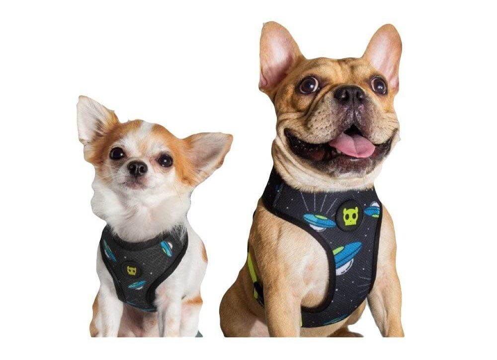 Zee.Dog Como três amigos de infância construíram a marca pet mais