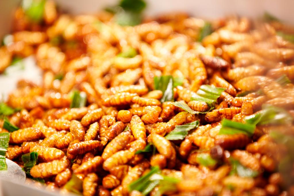 bicho da seda frito comida inseto