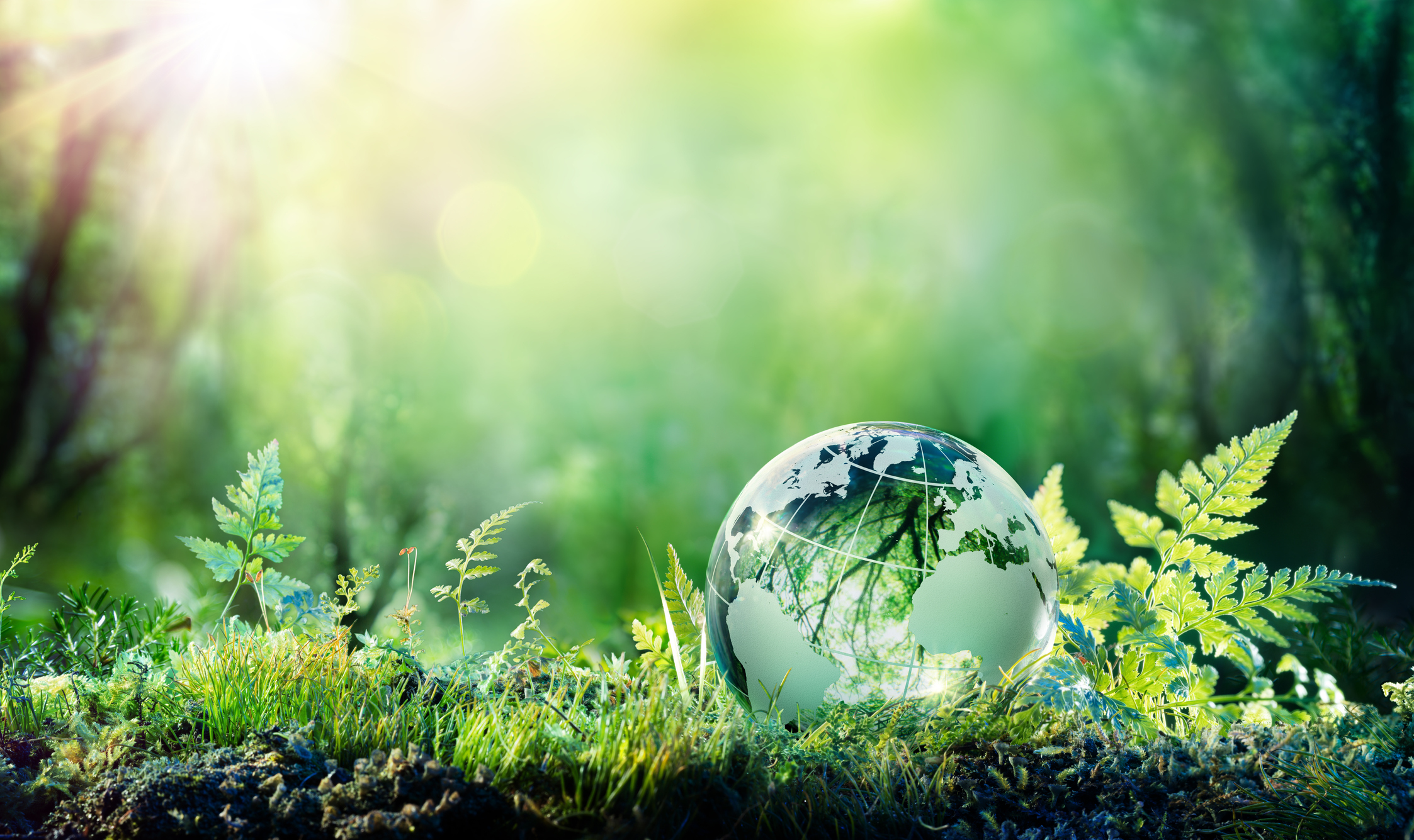 Globe On Moss In Forest - Environment Concept - redução de carbono