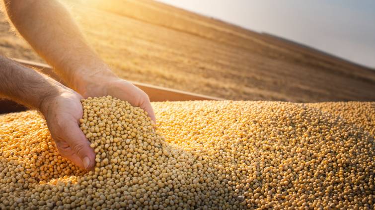Produção de soja, commodities, agricultura