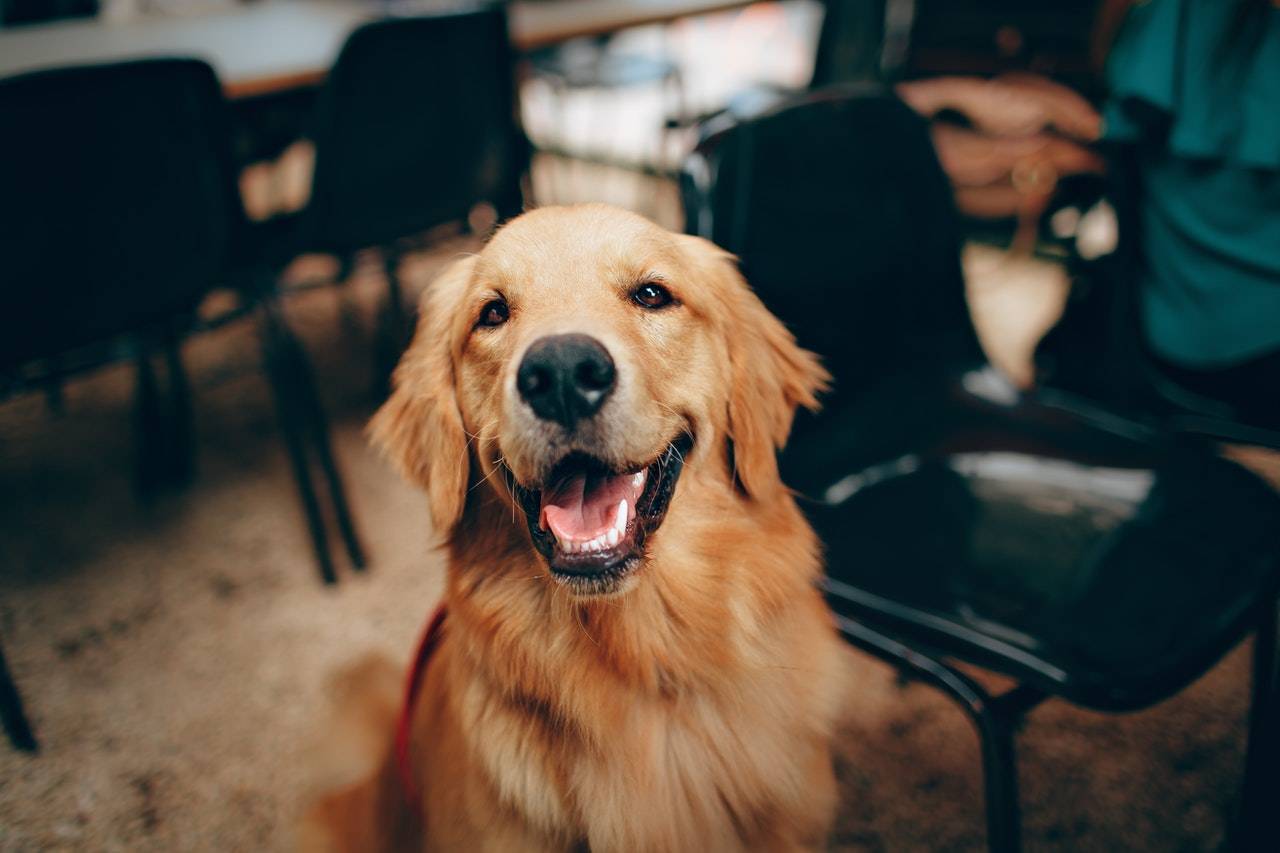 Foto de um golden dourado bem centralizado a captura e feliz