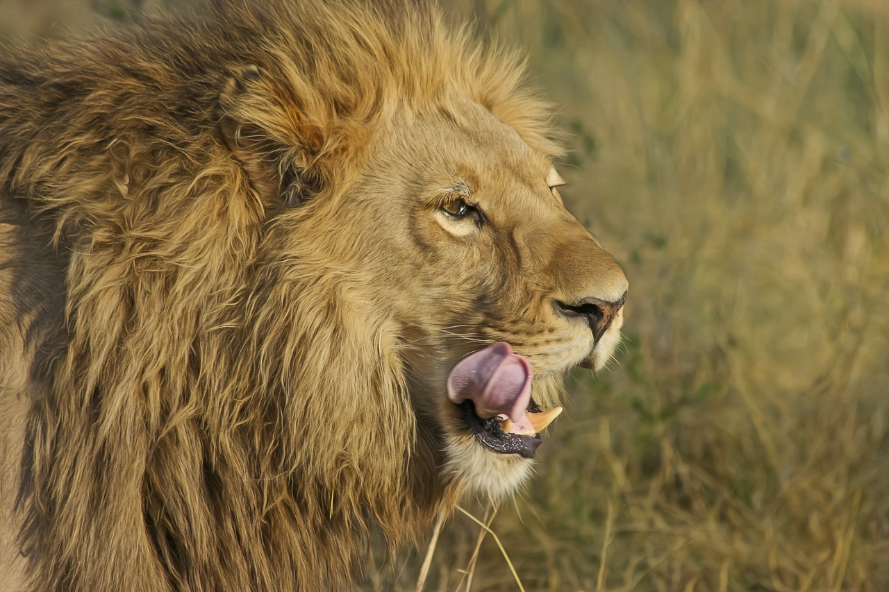 O Simbolismo do Leão na Receita Federal: Uma Jornada de
