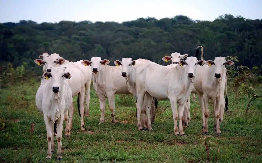 Frigoríficos aderem a protocolo para compra de gado no Cerrado