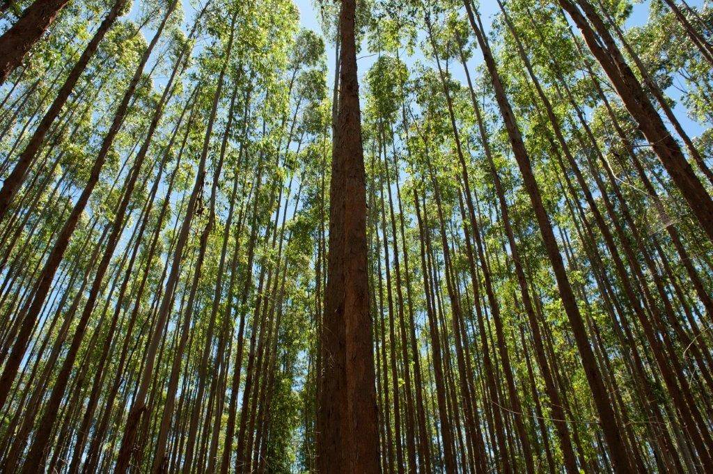 Eucalipto e Pinus: as árvores utilizadas para produção de papel e celulose