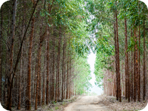 Aprovado no Senado, lei de estímulo ao mercado de carbono na gestão de florestas vai à sanção presidencial 1 Florestal1