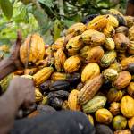 Chocolate Prices Are Rising Everywhere as Cocoa Rots in West Africa