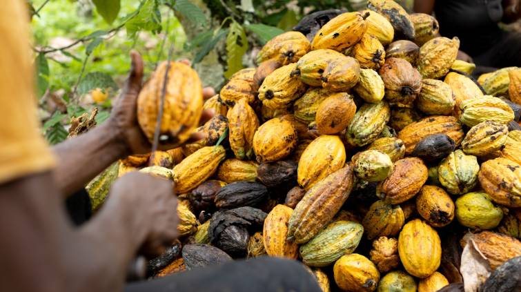 Chocolate Prices Are Rising Everywhere as Cocoa Rots in West Africa