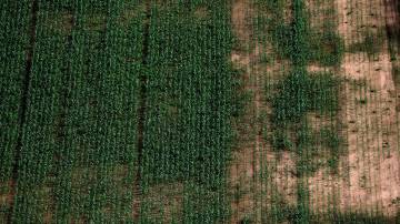Vista aérea de plantação de soja em Formosa, na Argentina (REUTERS/Agustin Marcarian)