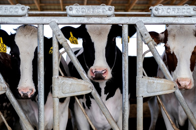 USDA says samples of US cattle sent for slaughter have tested positive for bird flu