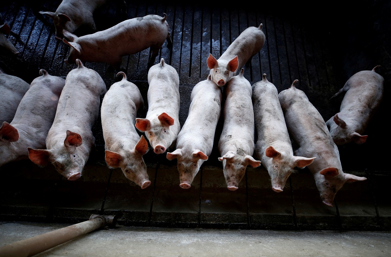 Granja de suínos em Carambeí (PR) (REUTERS/Rodolfo Buhrer/File Photo)