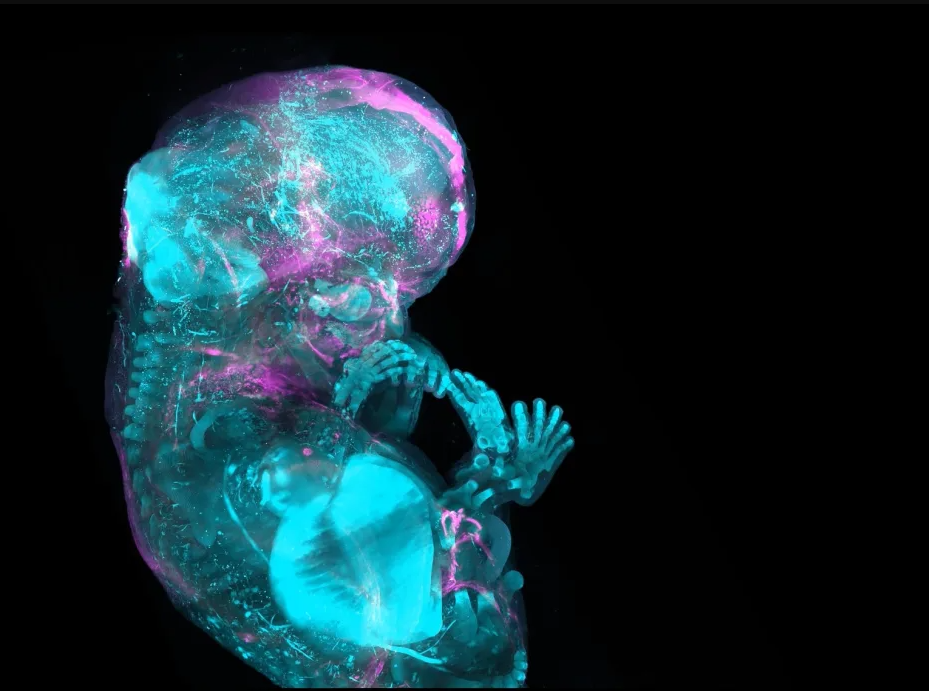 Uma imagem renderizada em 3D de um esqueleto em desenvolvimento mostra cartilagem e osso. A. Chédotal/R. Blain; Institut de la Vision; Paris/MeLiS UCBL HCL; Lyon