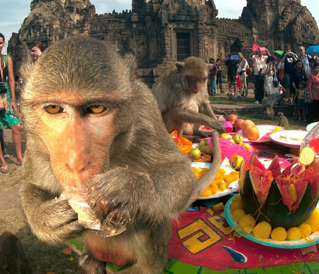 ‘Gangues’ de macacos nas ruas da Tailândia: brasileira mordida não é ...