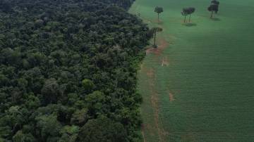 Floresta, Amazônia
