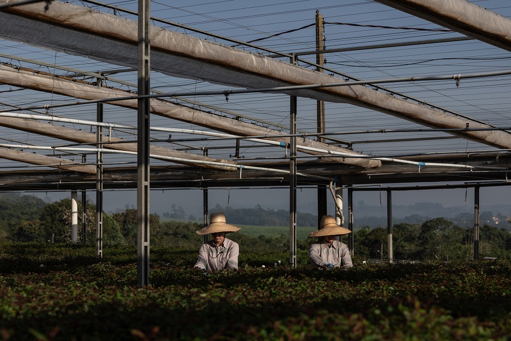 Suzano aponta demanda mais forte nos EUA e na Europa e desempenho resiliente do setor
