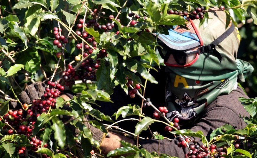 Colheita de café em Minas Gerais (Foto: REUTERS)