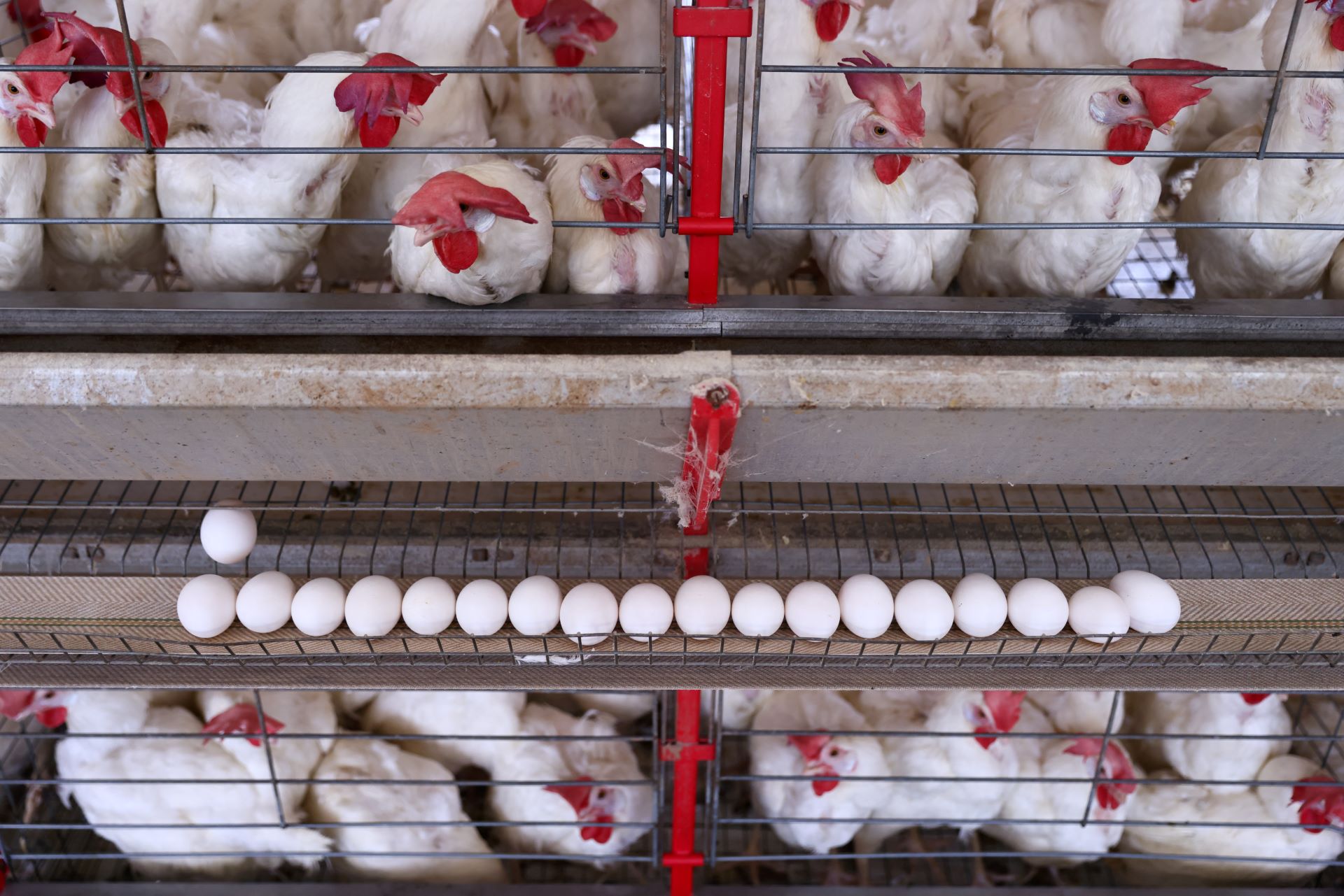 Frango avança e carne bovina cai nas exportações do Brasil em agosto
