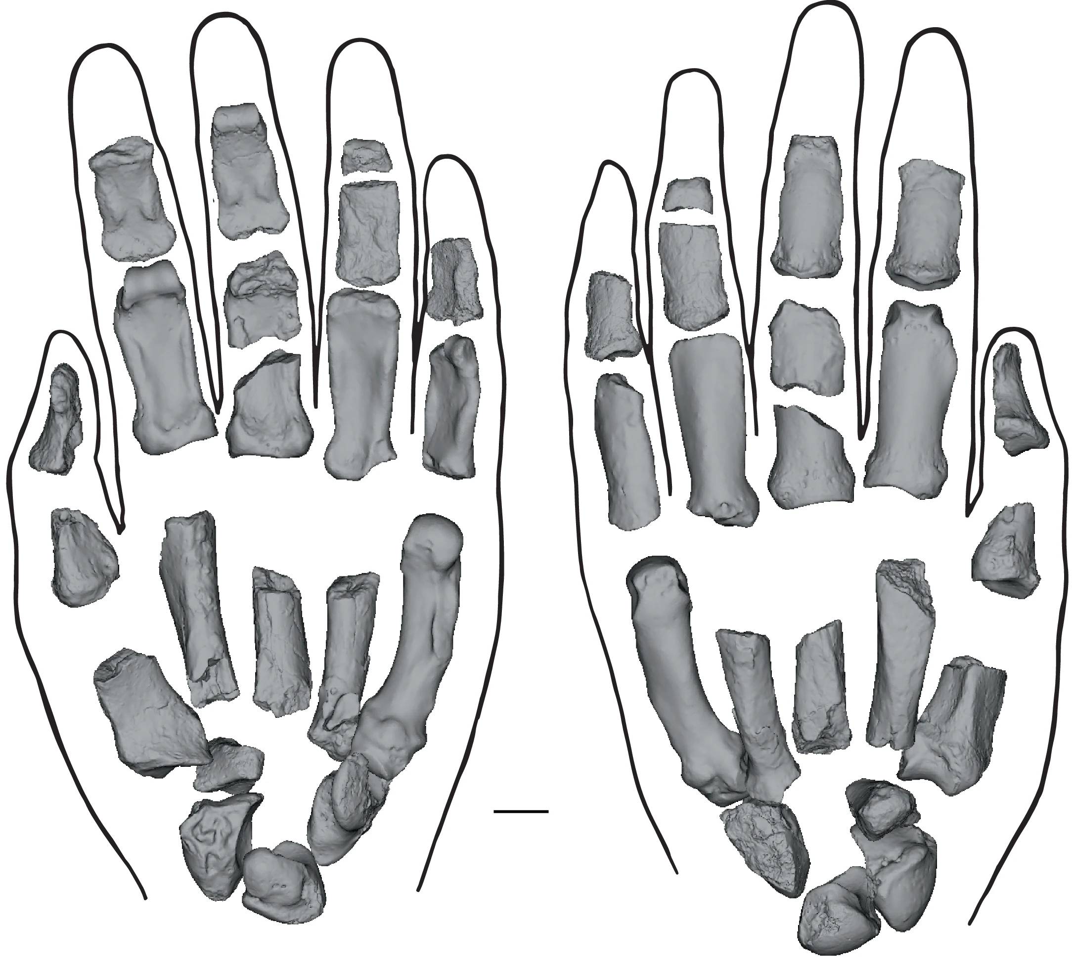 Vista palmar (esquerda) e dorsal (direita) da mão, com alguns ossos do lado direito espelhados para ilustração; contorno apenas indicativo, escala 10 mm. Imagem: Francis Tre Lawrence/Carrie Mongle/Nature