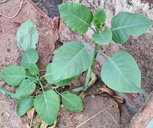 Divulgação/Corpo de Bombeiros de Minas Gerais