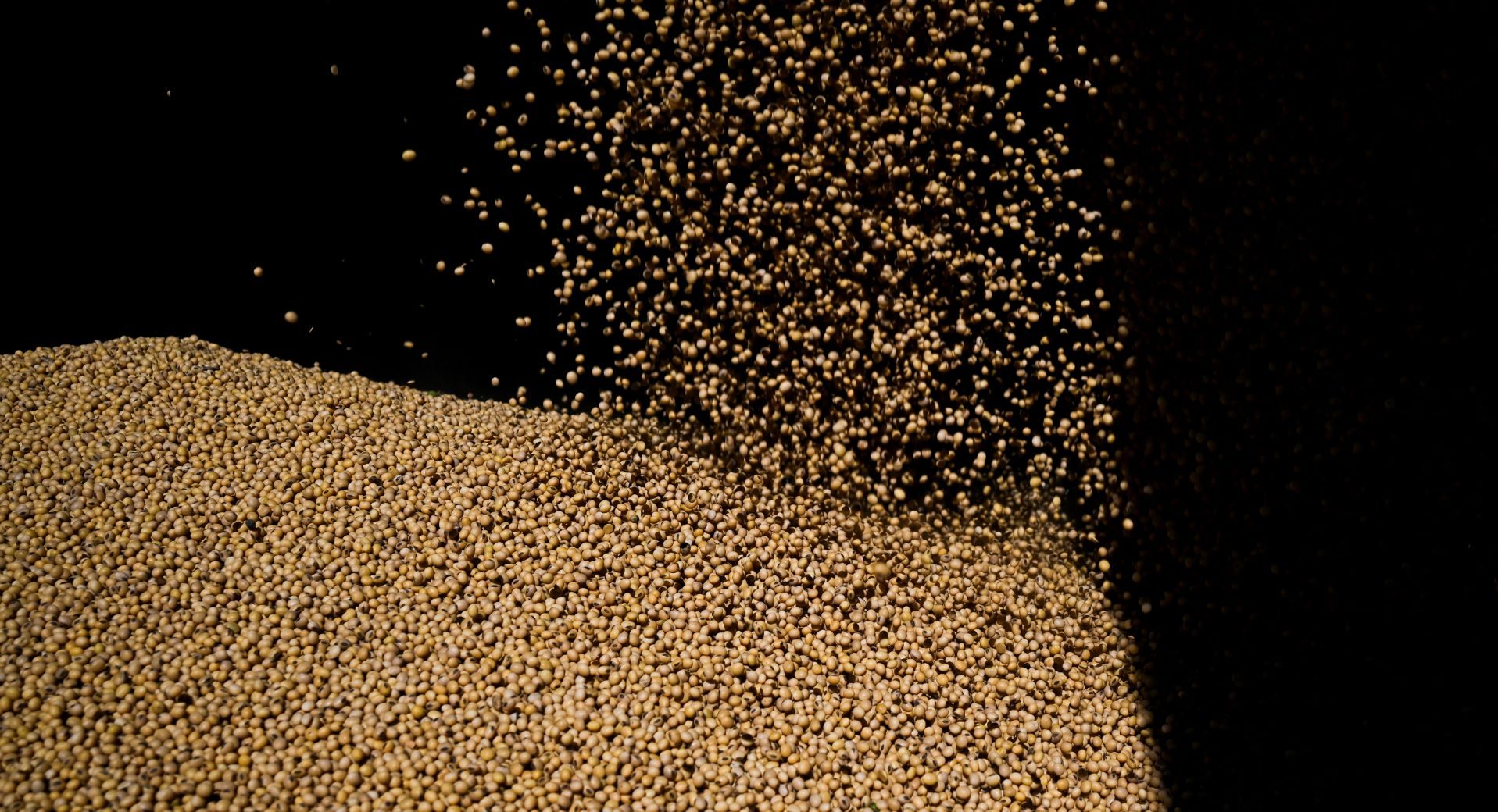 Monções tardias afetam colheitas de soja e algodão da Índia; produtividade deve cair