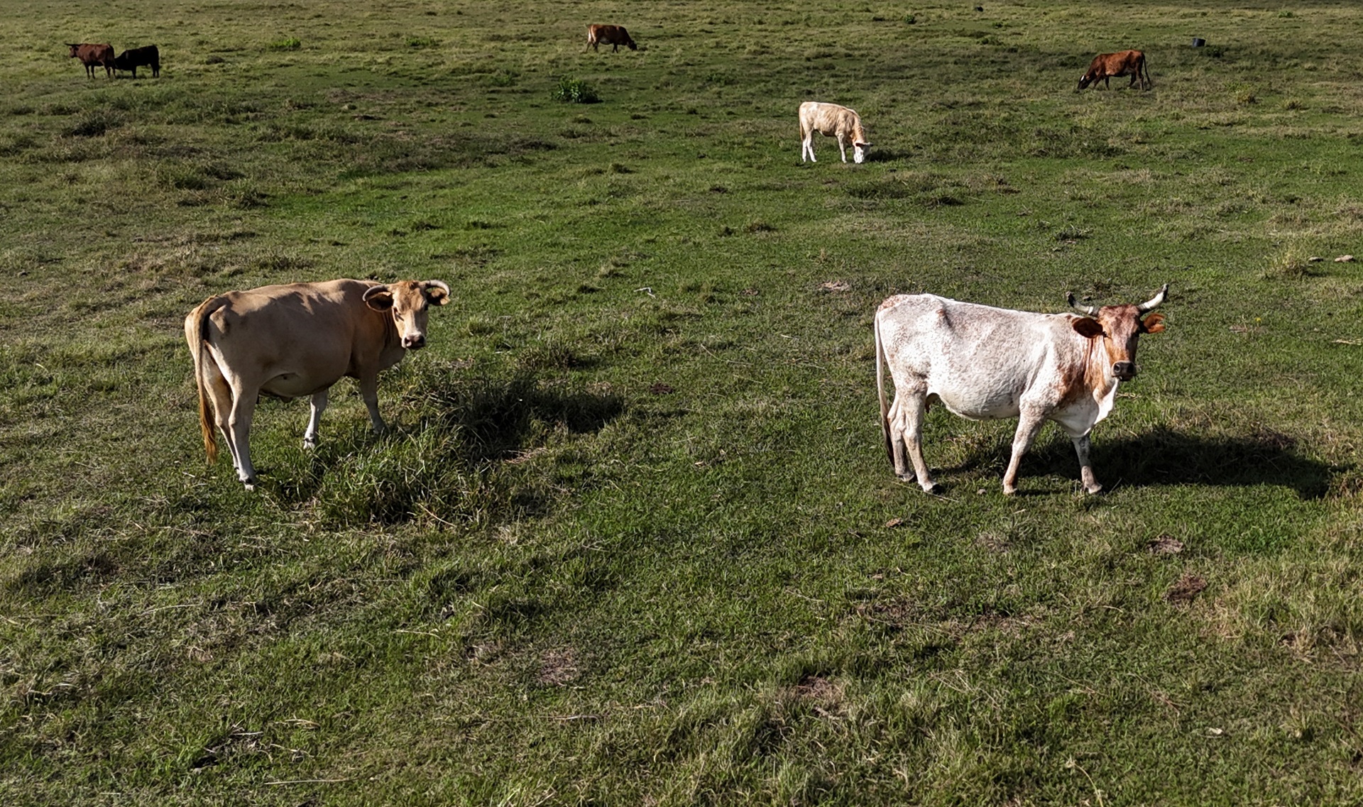 COP30: Bloomberg Philanthropies anuncia US$ 100 milhões contra emissões de metano