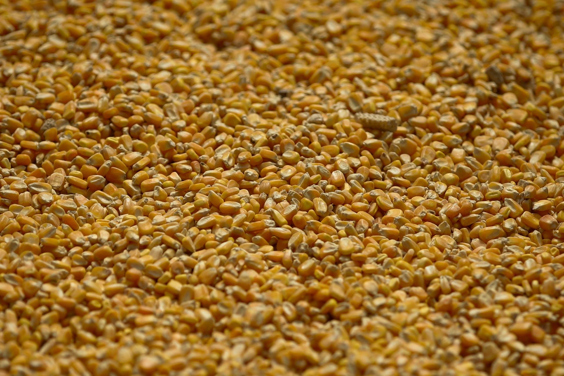 JBS vê custos do milho em alta em 2026 e cenário “baixista” para farelo de soja