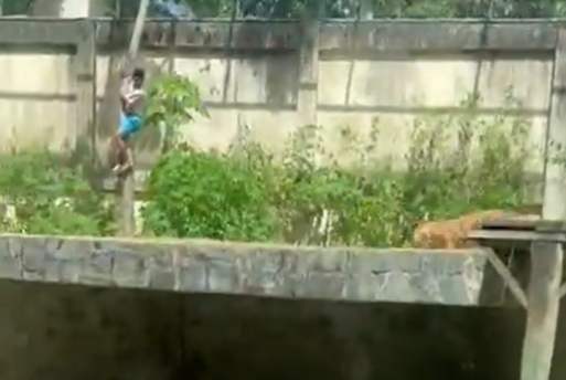 Jovem morto por leoa possuía transtornos mentais e 16 passagens pela Polícia