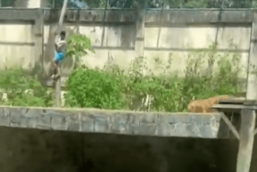 Jovem morto por leoa possuía transtornos mentais e 16 passagens pela Polícia