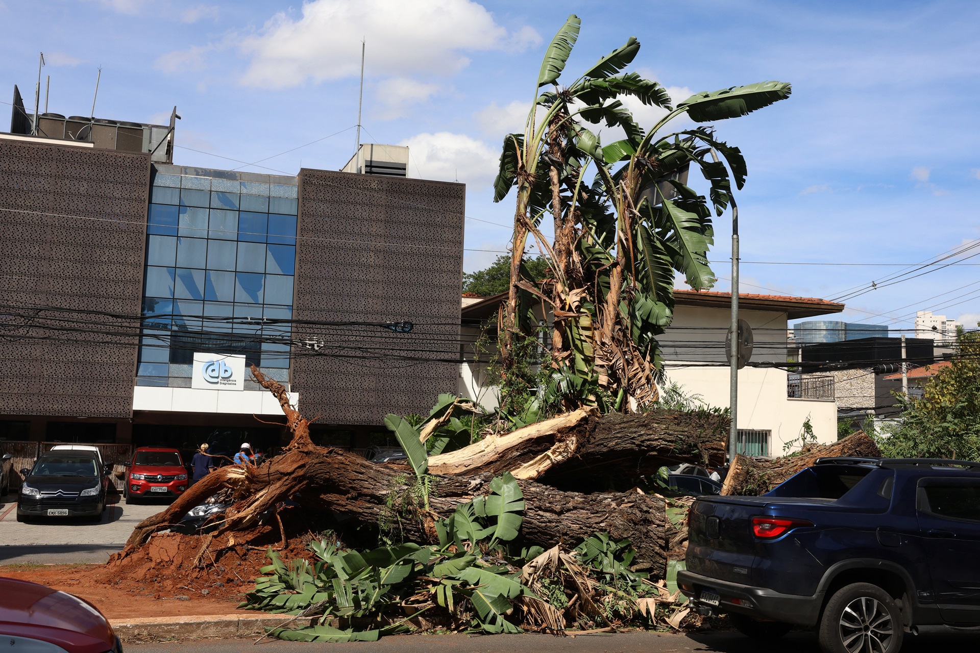 São Paulo (SP), 10/12/2025 - Árvore caída na Avenida Brasil após tempestade com fortes ventos na capital paulista. Foto: Rovena Rosa/Agência Brasil