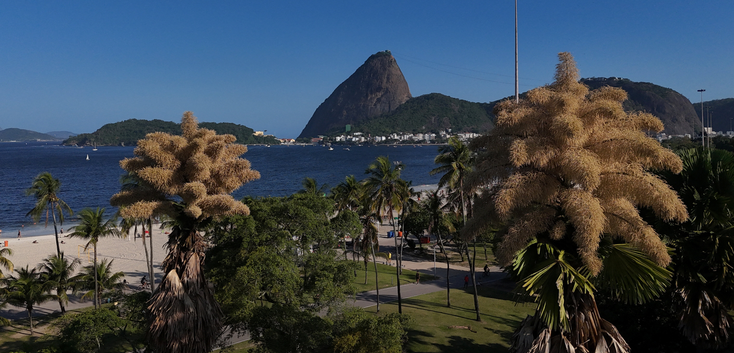 Décadas após plantadas, palmeiras raras florescem pela primeira e última vez no Rio