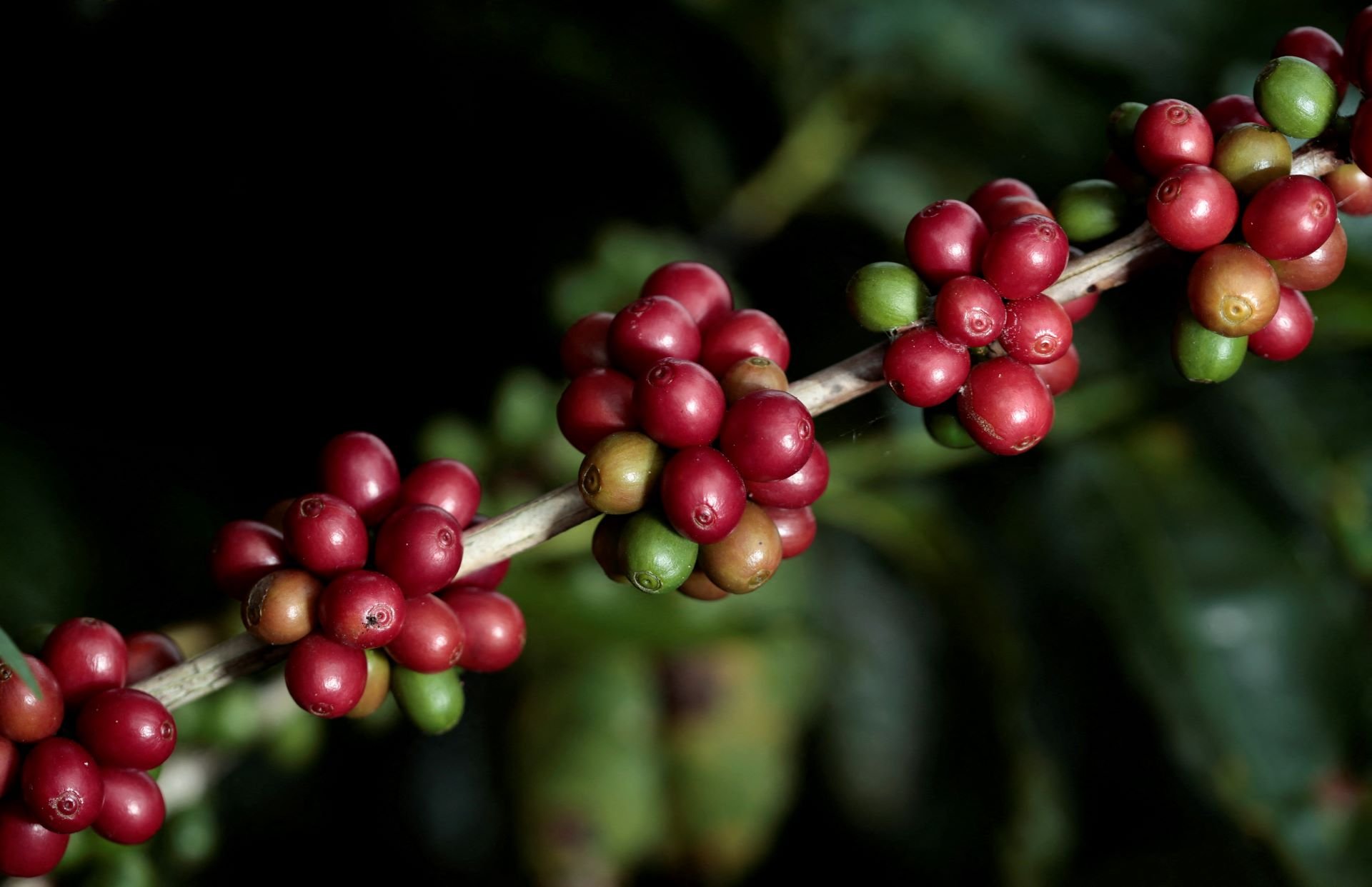 Super El Niño Ameaça Safra de Café e Pode Elevar Preços na Região