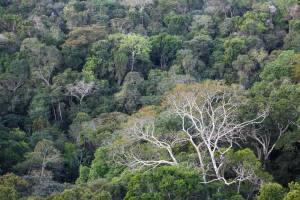 BNDES seleciona sete fundos para impulsionar transição ecológica com R$ 4,3 bilhões