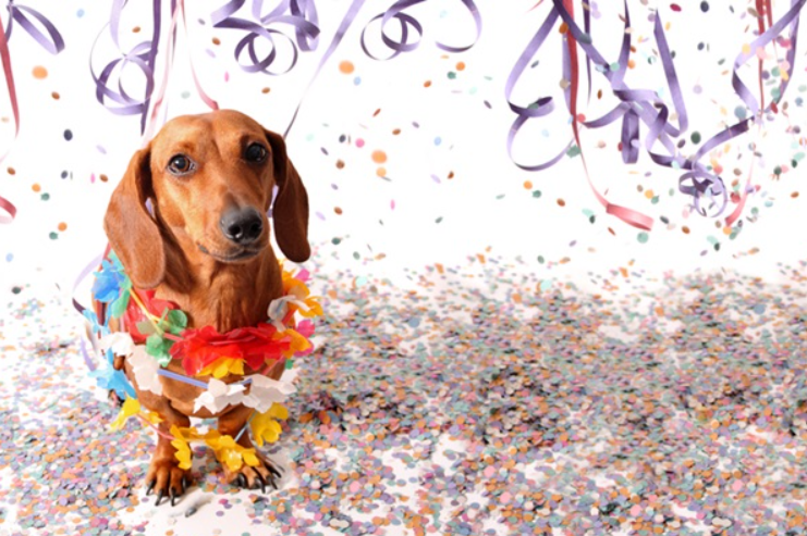 Cachorro no Carnaval