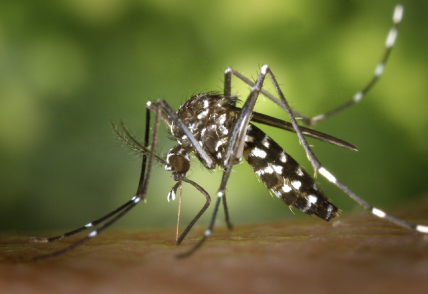 Aquecimento global eleva risco de chikungunya na Europa, aponta estudo