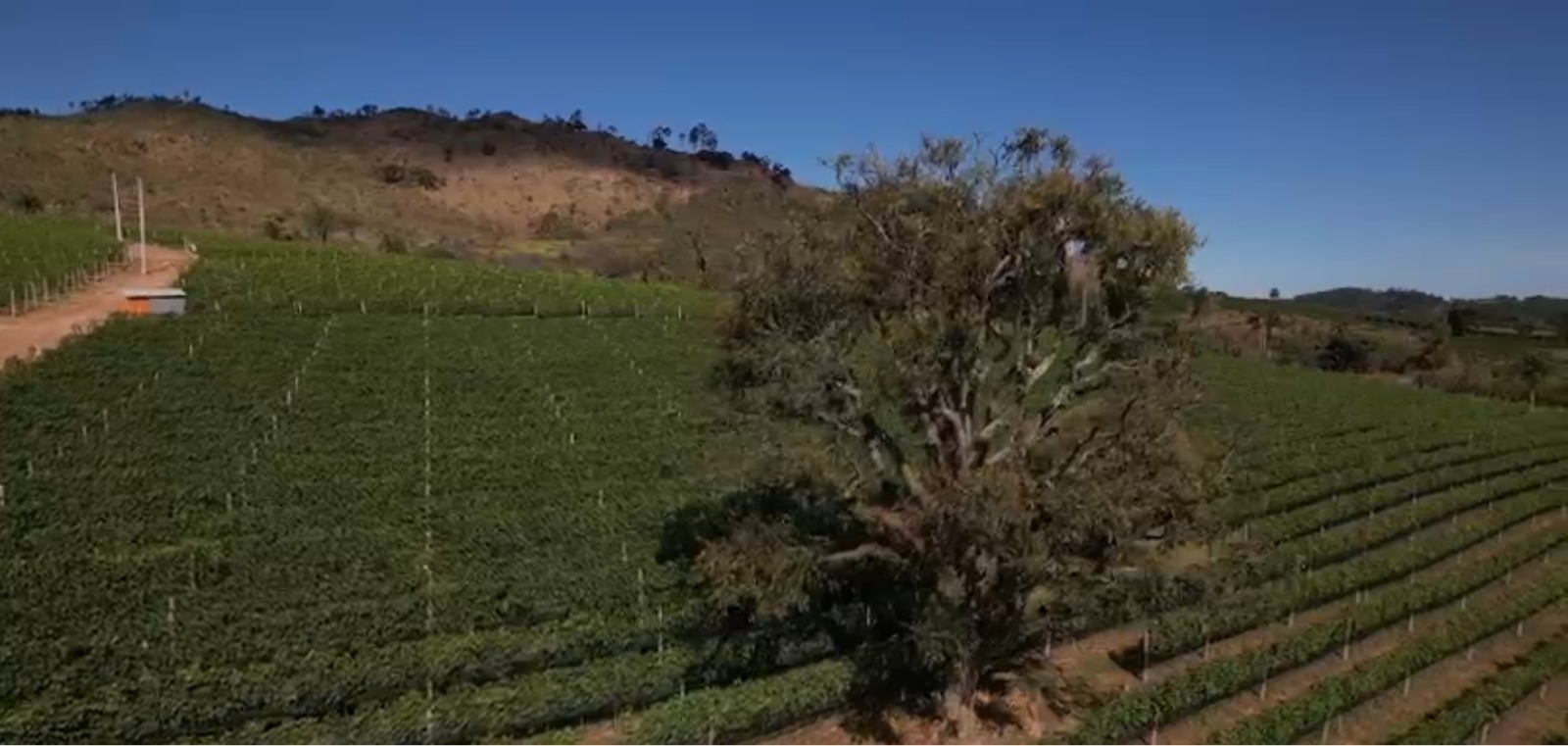 Rota do vinho em SP pode atrair R$ 1 bilhão em investimentos