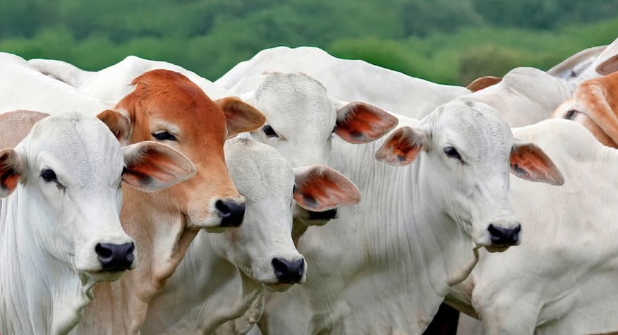Exportação de carne bovina do Brasil pode cair 10% em 2026 com restrição da China