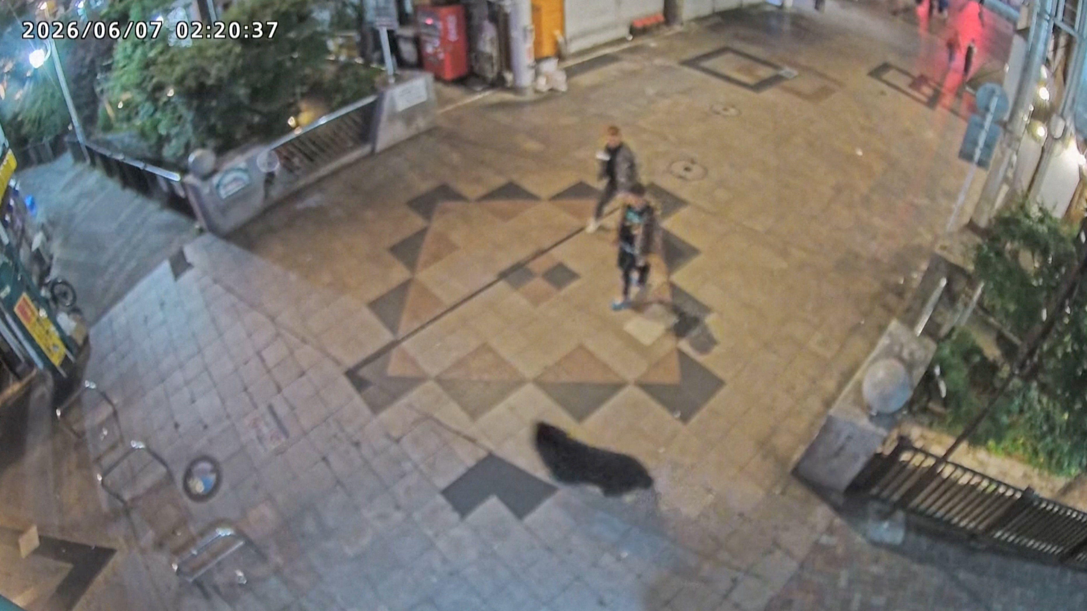 Urso negro selvagem é capturado no Japão após caça