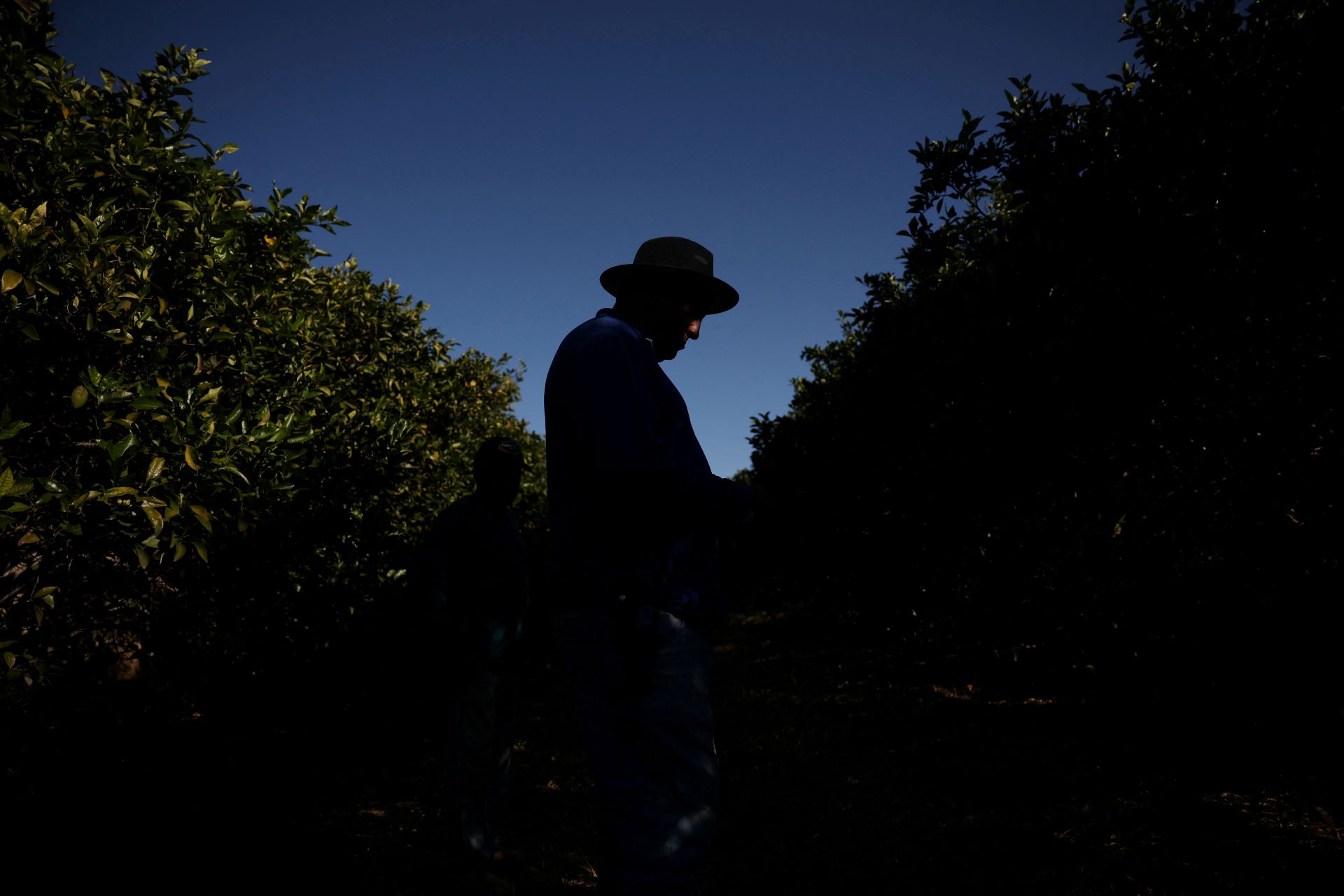 Agricultor em pomar em Formoso, Estado de Minas Gerais - 16/07/2025 (Foto:  REUTERS/Adriano Machado)