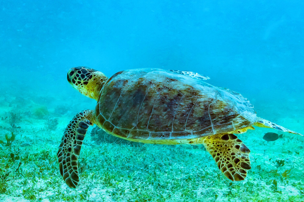 China diz que “tartarugas espiãs” e “peixes espiões” estão monitorando suas águas