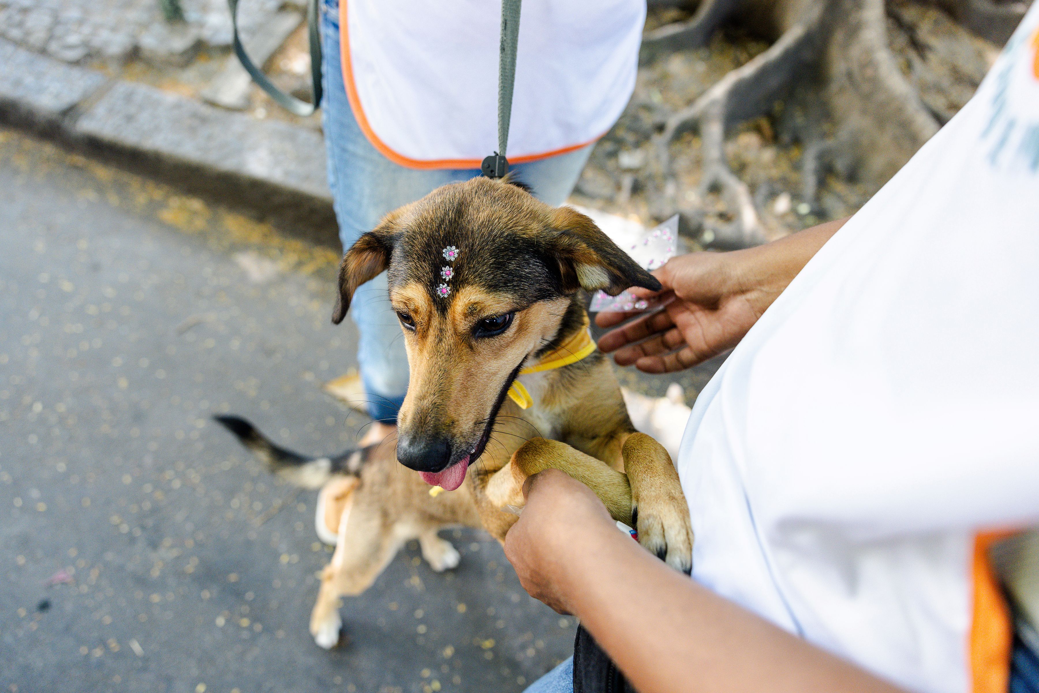 Os cachorros caramelo viraram tema de disputa entre Brasil e México (Foto: María Magdalena Arréllaga/The New York Times)
