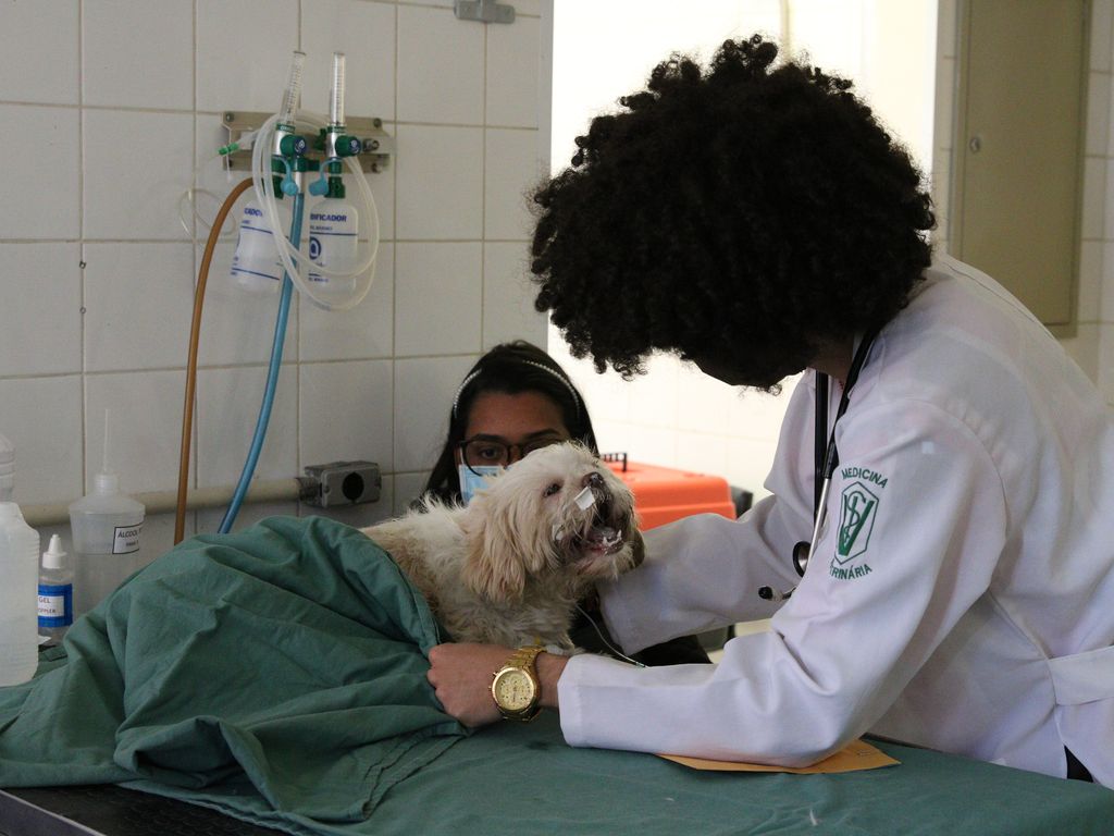 Hospital Veterinário Público de São Paulo, uma parceria entre a prefeitura e a Faculdade de Medicina Veterinária e Zootecnia da Universidade de São Paulo - USP, no Butantã. Rovena Rosa/Agência Brasil