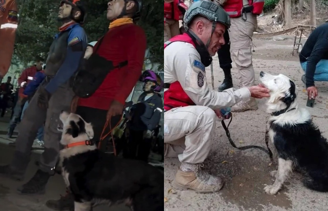 Cachorro Tsunami vira herói ao resgatar vítimas de terremotos na Venezuela