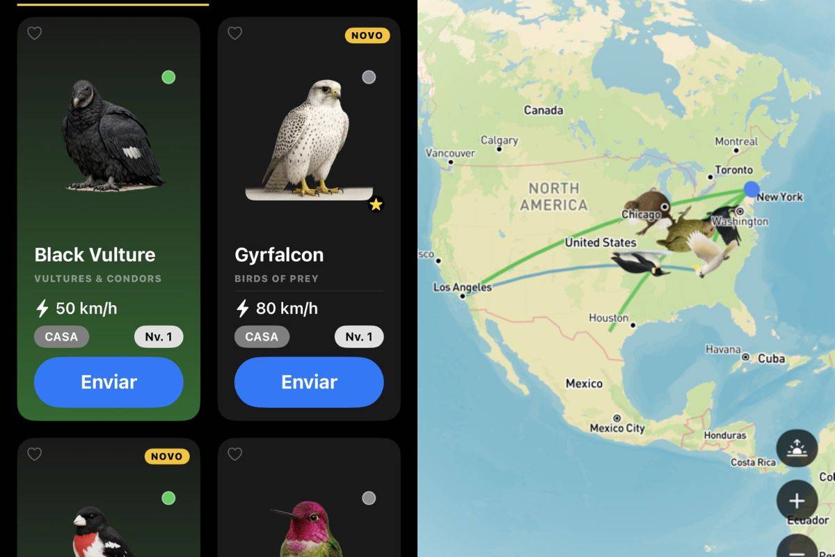 Pombo-correio digital? Aplicativo envia mensagens que podem chegar em 1 ano