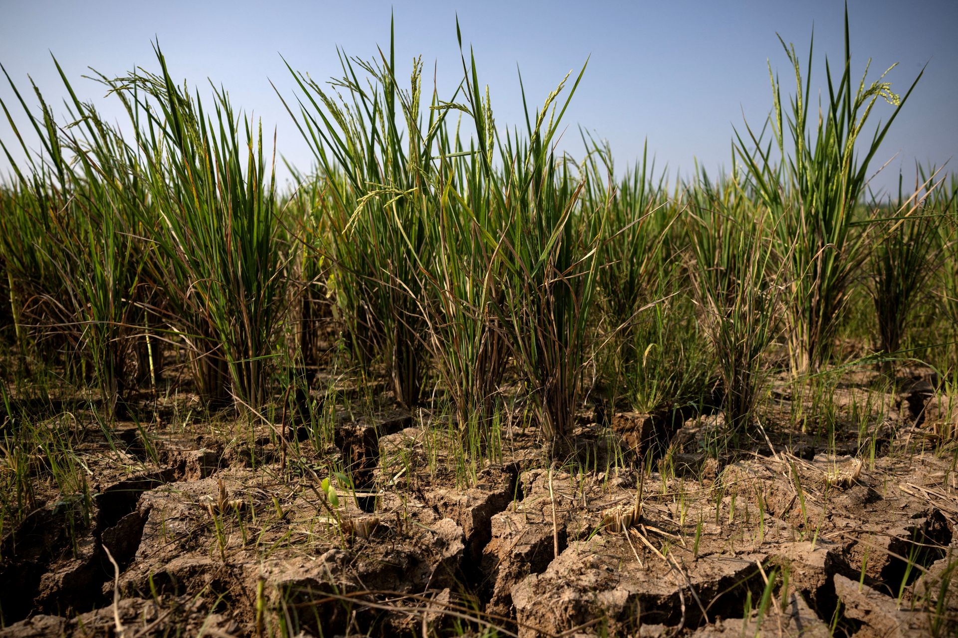 El Niño forte pode aumentar para 274 milhões o número de famintos no mundo