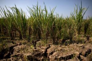 El Niño pode agravar a insegurança alimentar global
